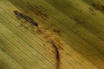 Should You Throw Away Your Torn Or Damaged Carpets?