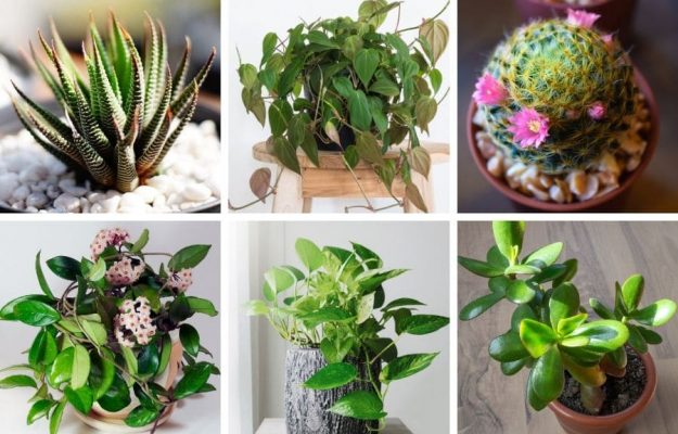 House Plants That Don't Die Easily