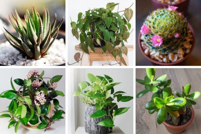 House Plants That Don't Die Easily ⋆