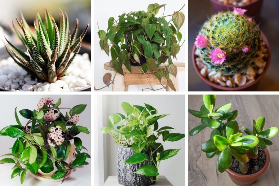 House Plants That Don't Die Easily